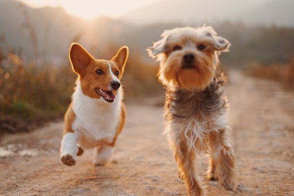 two dogs running outside on a sunny day